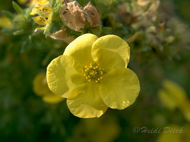 Potentilla fruticosa Hachmanns Gigant2.jpg - ASCII